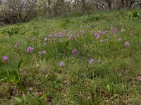 Orchis italica 79, Saxifraga-Peter Meininger