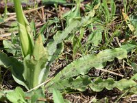 Orchis italica 85, Saxifraga-Sonja Bouwman  Naked man orchid - Orchis italica - Orchidaceae familie