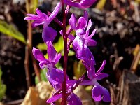 Orchis langei 10, Saxifraga-Hans Dekker