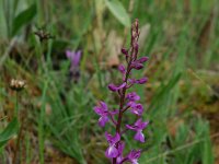 Orchis langei 4, Saxifraga-Dirk Hilbers