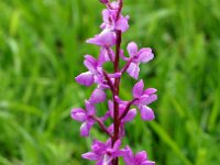 Orchis langei 6, Saxifraga-Hans Dekker