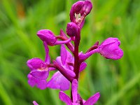 Orchis langei 7, Saxifraga-Hans Dekker