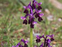 Orchis longicornu 10, Saxifraga-Hans Dekker