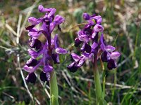 Orchis longicornu 12, Saxifraga-Hans Dekker