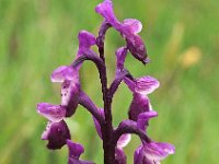 Orchis longicornu 15, Saxifraga-Hans Dekker