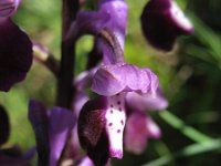 Orchis longicornu 2, Saxifraga-Kees Laarhoven : voorjaar 2010