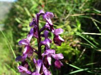 Orchis longicornu 5, Saxifraga-Kees Laarhoven