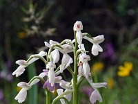 Orchis longicornu 7, Saxifraga-Jeroen Willemsen