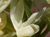 Orchis markusii 3, Saxifraga-Hans Dekker