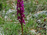 Orchis mascula 10, Mannetjesorchis, Saxifraga-Willem van Kruijsbergen