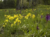 Orchis mascula 12, Mannetjesorchis, Saxifraga-Marijke Verhagen