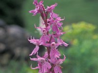 Orchis mascula 13, Mannetjesorchis, Saxifraga-Hans Dekker