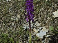 Orchis mascula 2, Mannetjesorchis, Saxifraga-Jan van der Straaten