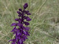 Orchis mascula 31, Mannetjesorchis, Saxifraga-Willem van Kruijsbergen