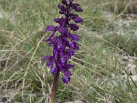 Orchis mascula 35, Mannetjesorchis, Saxifraga-Willem van Kruijsbergen