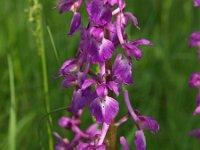 Orchis mascula 46, Mannetjesorchis, Saxifraga-Hans Dekker