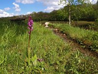 Orchis mascula 50, Mannetjesorchis, Saxifraga-Hans Dekker