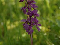 Orchis mascula 52, Mannetjesorchis, Saxifraga-Bas Klaver