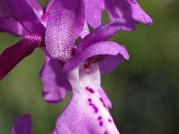 Orchis mascula 54, Mannetjesorchis, Saxifraga-Hans Dekker