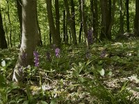 Orchis mascula 56, Mannetjesorchis, Saxifraga-Willem van Kruijsbergen