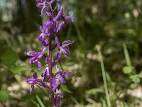 Orchis mascula 57, Mannetjesorchis, Saxifraga-Willem van Kruijsbergen