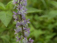 Orchis mascula 60, Mannetjesorchis, Saxifraga-Willem van Kruijsbergen