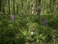 Orchis mascula 62, Mannetjesorchis, Saxifraga-Willem van Kruijsbergen