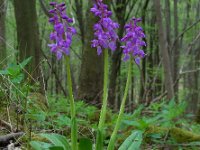 Orchis mascula 67, Mannetjesorchis, Saxifraga-Ed Stikvoort