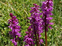 Orchis mascula 72, Mannetjesorchis, Saxifraga-Harry Jans