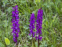 Orchis mascula 78, Mannetjesorchis, Saxifraga-Jan Nijendijk