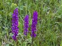 Orchis mascula 79, Mannetjesorchis, Saxifraga-Jan Nijendijk