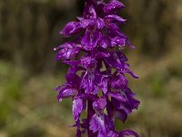 Orchis mascula 8, Mannetjesorchis, Saxifraga-Jan van der Straaten