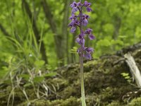 Orchis mascula 83, Mannetjesorchis, Saxifraga-Willem van Kruijsbergen