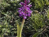 Orchis mascula 84, Mannetjesorchis, Saxifraga-Willem van Kruijsbergen