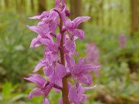 Orchis mascula 92, Mannetjesorchis, Saxifraga-Hans Grotenhuis