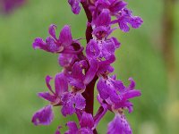 Orchis mascula ssp mascula 19, Mannetjesorchis, Saxifraga-Willem van Kruijsbergen