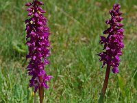 Orchis mascula ssp mascula 20, Mannetjesorchis, Saxifraga-Willem van Kruijsbergen