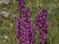 Orchis mascula ssp ovalis 73, Saxifraga-Harry Jans