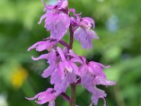 Orchis mascula ssp signifera 49, Saxifraga-Hans Dekker