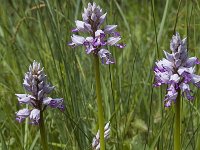 Orchis militaris 11, Soldaatje, Saxifraga-Marijke Verhagen