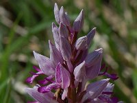 Orchis militaris 13, Soldaatje, Saxifraga-Willem van Kruijsbergen