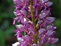 Orchis militaris 14, Soldaatje, Saxifraga-Willem van Kruijsbergen