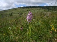 Orchis militaris 18, Soldaatje, Saxifraga-Dirk Hilbers