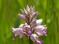 Orchis militaris 19, Soldaatje, Saxifraga-Branko Bakan