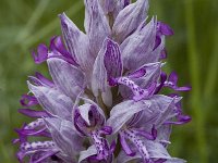 Orchis militaris 2, Soldaatje, Saxifraga-Jan van der Straaten