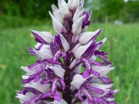 Orchis militaris 22, Soldaatje, Saxifraga-Jan Willem Jongepier