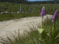 Orchis militaris 27, Soldaatje, Saxifraga-Marijke Verhagen