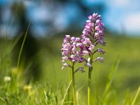 Military Orchid  Military Orchid (Orchis militaris) in a fresh field of grass : Military Orchid, background, backgrounds, beauty, close, decoration, easter, environment, europe, european, field, flora, flower, fragility, frame, fresh, freshness, garden, gardening, grass, green, head, high, image, label, landscape, macro, maculata, militaris, natural, nature, nobody, orchid, orchidaceae, orchis, petal, pink, plant, purple, sepal, single, spring, vertical