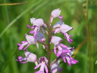 Orchis militaris 31, Soldaatje, Saxifraga-Bart Vastenhouw