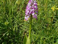 Orchis militaris 36, Soldaatje, Saxifraga-Peter Meininger